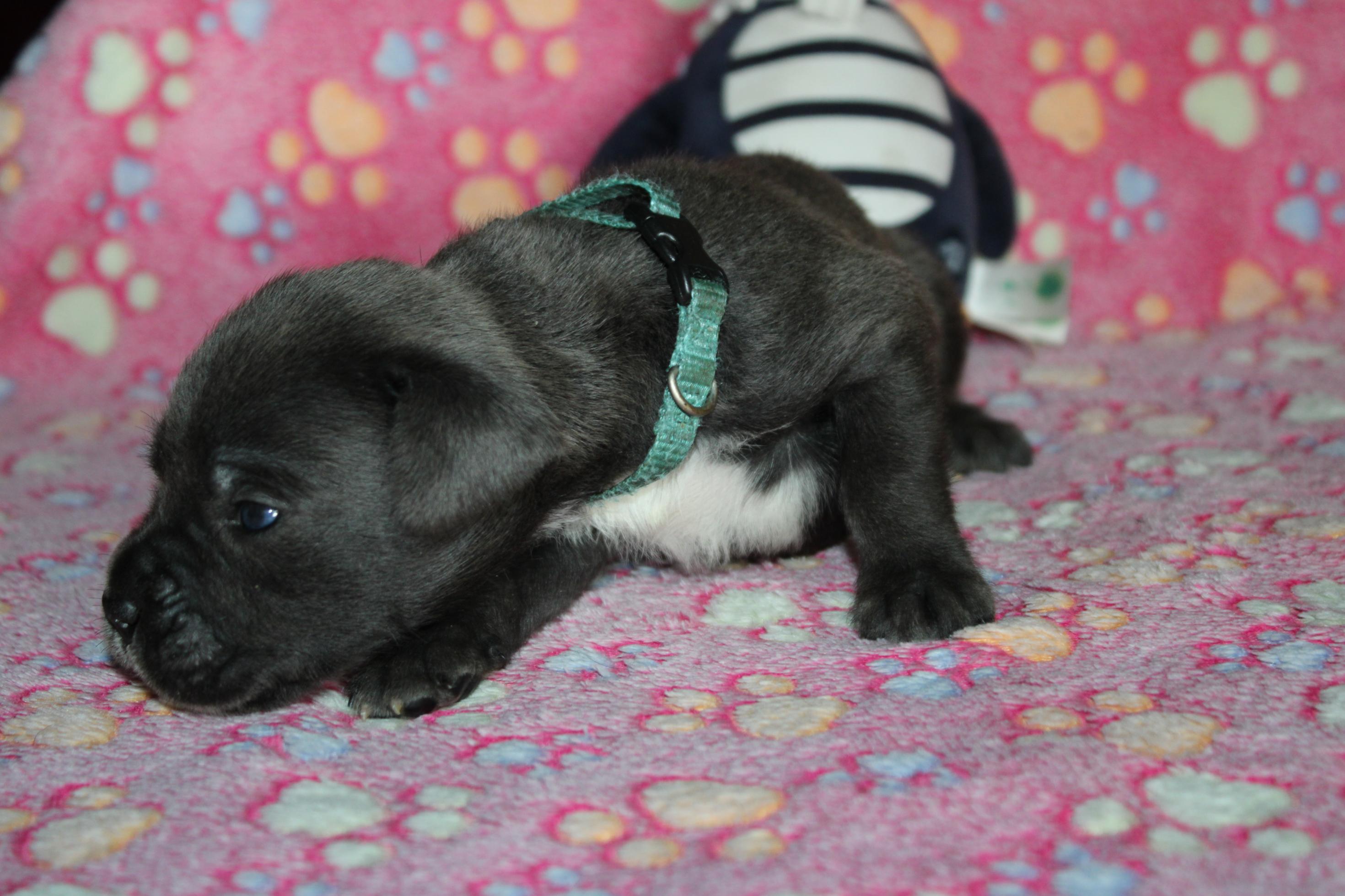 Chiot Cane Corso Mâle N°3