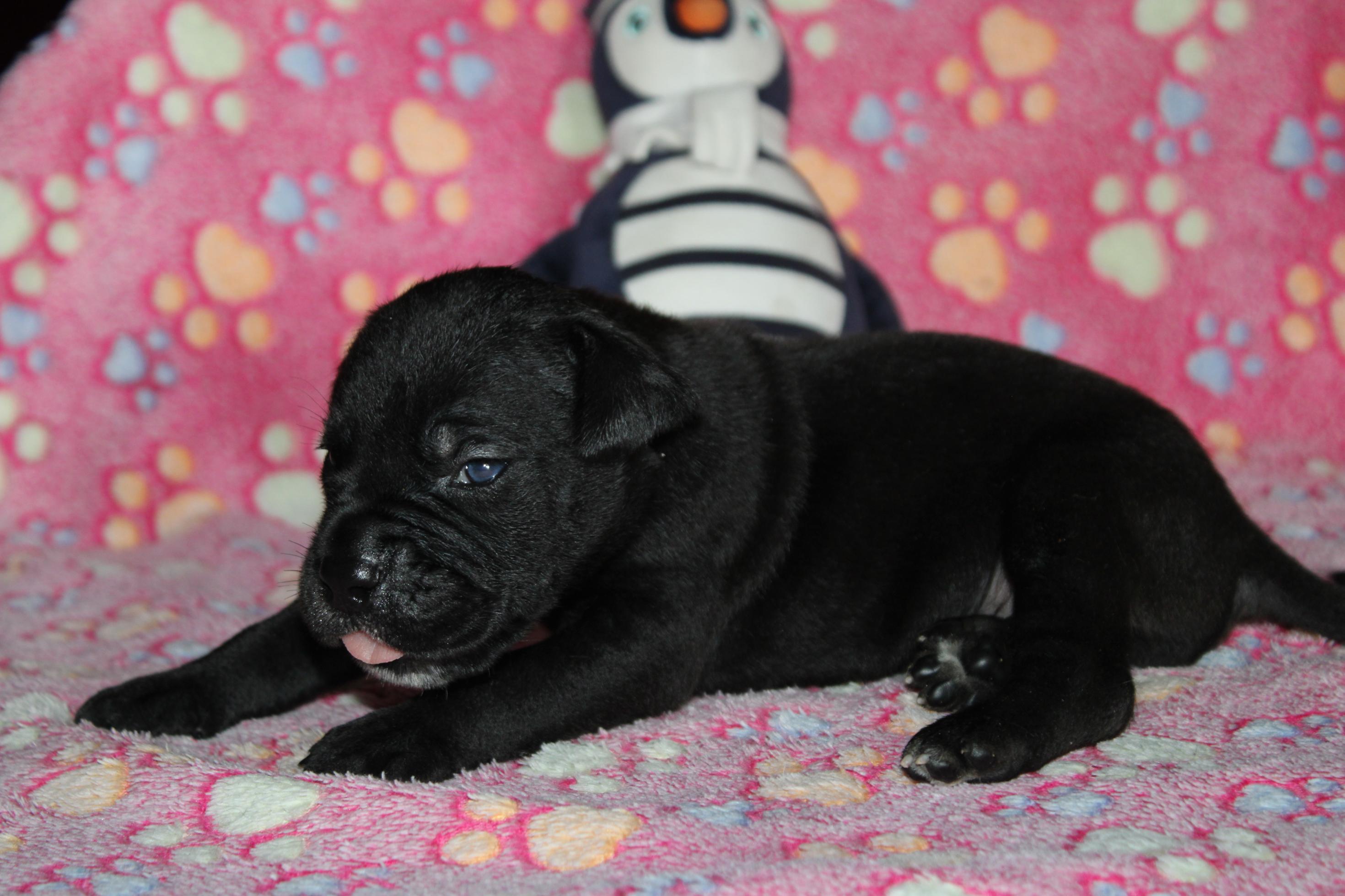 Chiot Cane Corso Mâle N°4