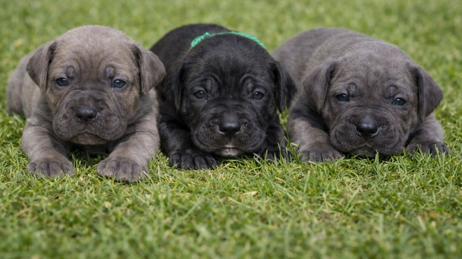 Chiot cane corso fauve et noir lof disponible 